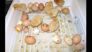Choosing an Incubator for Your Chicken Eggs