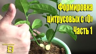 ФОРМИРОВКА ЦИТРУСОВЫХ С "0" ПОСЛЕ КАРДИНАЛЬНОЙ ОБРЕЗКИ ЧАСТЬ 1. #ЦИТРУСОВЫЕ