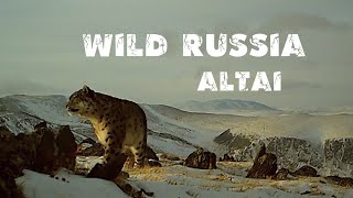 Алтай [CНЕЖНЫЙ БАРС] Алтайский горный баран. Архар. Snow Leopard. Arkhar. Сибирь. ИРБИСФИЛЬМ