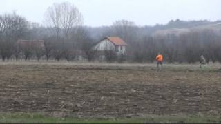 546. Serbia. (52) 10 ч. 40 мин. курцхаар