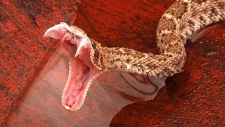 Why That Snake Bite Me? SnakeBytesTV