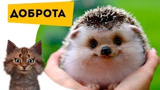 Что такое доброта? Про животных для детей от 6 лет. Познаватель кот Семен Ученый