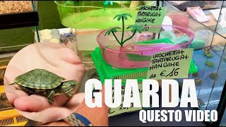 Vuoi una TARTARUGA d'Acqua Dolce? PRIMA GUARDA questo Video!