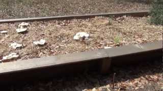 How to Grow Massive Oyster Mushrooms in Your Straw Garden, Part 2, 3 Months Later
