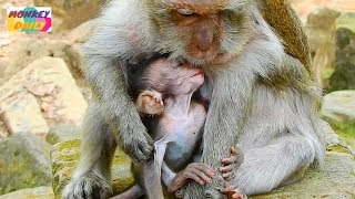 Daniela so warm with Old Tima care instead of mom | Baby request her more groom | Monkey Daily 4062