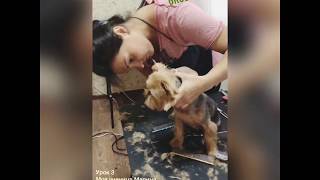 Стрижка йорка видео. Школа груминга.