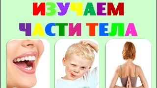 Изучаем части тела. Развивающее видео для малышей