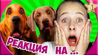 ЗА СЕКУНДУ ДО ЧЕЛЛЕНДЖ..... Реакция на смешные видео с животными. Проверка интуиции