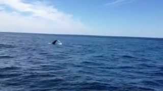 7 Seas Whale Watch Scylla's Calf Breaching