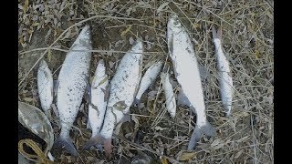 Рыбалка выходного дня. часть 2 . Секрет мушки!