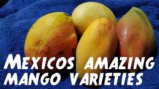 Mexican Mangoes Reviewed and Compared - Weird Fruit Explorer Ep 284
