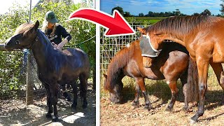 MINI PONY GETS A BATH! (my foal doesn't recognize him after!)