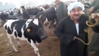 اسعار البقر الحلاب فى سوق المواشي بقطور ,الغربية