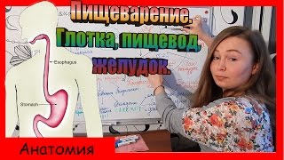 Пищеварение. Глотка, пищевод, желудок. Урок биологии №65.