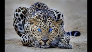 Животные мира ЛУЧШИЙ ФИЛЬМ ПРО ЛЕОПАРДОВ