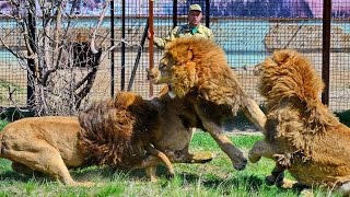 Тайган выпустил львов из вольеров. Крым