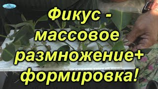 Фикус. Как легко можно размножить фикус в больших количествах!