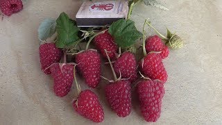 КАРАМЕЛЬКА - сладкий ремонтантный сорт малины от питомника Школьный Сад.