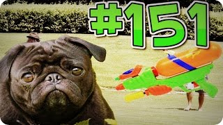 Приколы с животными №151   Пёс и водяной пистолет  Смешные животные  Animal videos