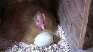 Broody Hen Knows Best! Not All Eggs are Created Equal
