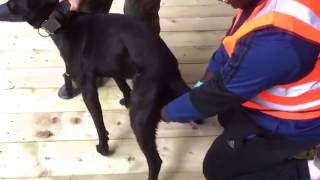 Reverse mating and Artificial insemination of Dutch herders www.poochdvd.com imperial dog food