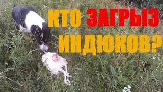 ЗАГРЫЗЛИ ИНДЮШЕК // огорчение // хутор Загайки