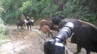 Mizoram