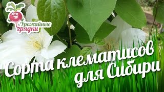 Обзор сортов клематисов для Сибири. Выращивание и уход за клематисами #urozhainye_gryadki