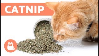HERBE À CHAT - Effet, entretien et bienfaits