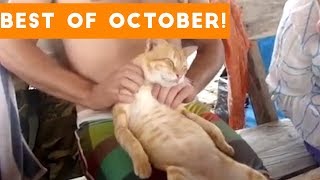 Funniest Pet Reactions & Bloopers of October 2017 | Funny Pet Videos