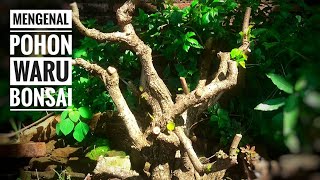 Belajar bonsai pohon waru