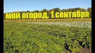 Перец, Хризантема, Капуста, Баклажан - полный обзор огорода!
