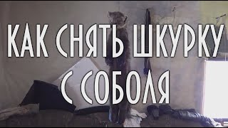КАК СНЯТЬ ШКУРКУ С СОБОЛЯ ( как ободрать соболя ) Промысловая охота