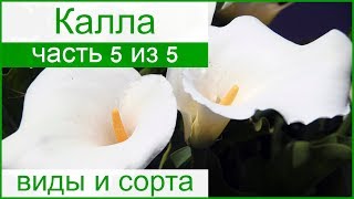 ? Виды каллы садовой и домашней, сорта каллы