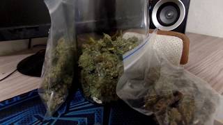 SECADO Y MADURACIÓN DE LA MARIHUANA  |Patimorada|