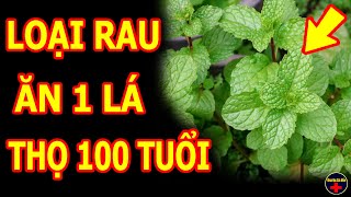 HÚNG LỦI: Tác Dụng Chữa Bệnh Không Ngờ Từ Húng Lủi, Ăn Ngay Để Sống Thọ