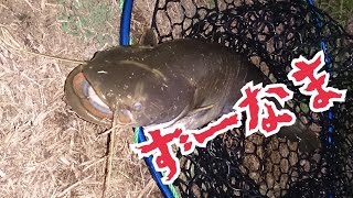 ナマズ釣り ルアー(ワーム)釣り