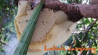 Honey of Jampang (lebah jampang) (honey hunting)