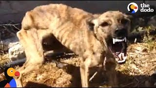 Starved, Scared Dog is Transformed By Love | The Dodo