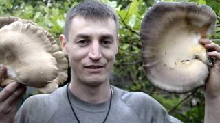 Грибы Вешенка.Самый простой способ выращивания грибов, без заморочек ч.2! Это "гиганская" Вешенка!
