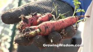 Harvesting Carrots