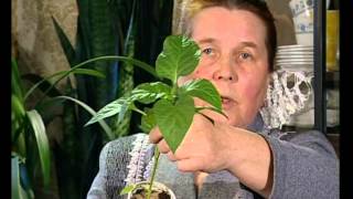 Климцева ЛН о рассаде и ошибках в ее выращивании