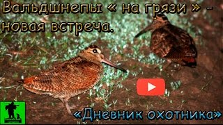 Дневник охотника. Ночные вальдшнепы - новая встреча. Diary of a hunter.