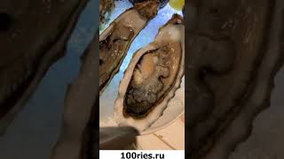 Бешенство Машки (Мария Капшукова) Новые Видео 24 января 2020