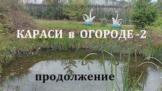 Пруд на даче-2, ответы на вопросы, кормушка для рыб, запуск малька карпа.