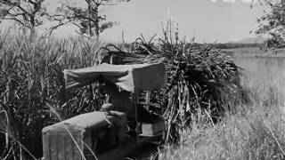 The Cane Cutters