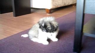 10wk old pekingese puppies playing