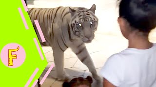 Funny Kids and Animals at the Zoo - Funny Kids Fails Vines