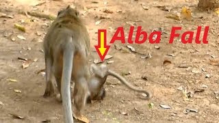 Poor Baby Alba Drop Down Mother | Mother No Care Poor Baby | Monkey Crying
