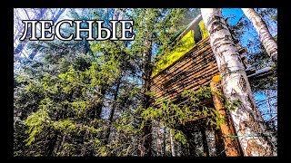 ДОМ НА ДЕРЕВЕ | УЛУЧШЕНИЯ И ОБУСТРОЙСТВО | BUSHCRAFT HOUSE on the TREE - UPGRADE - DIY